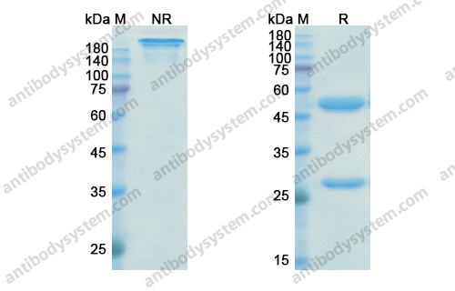 兰妥莫单抗，Blinatumomab，anti-CD3xCD19 antibody 抗体