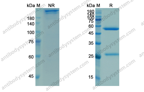 莫妥珠单抗，Mosunetuzumab，anti-CD3xCD20 antibody 抗体