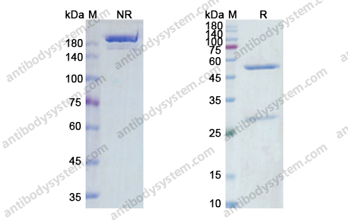 Tusamitamab，anti-CD66e antibody 抗体