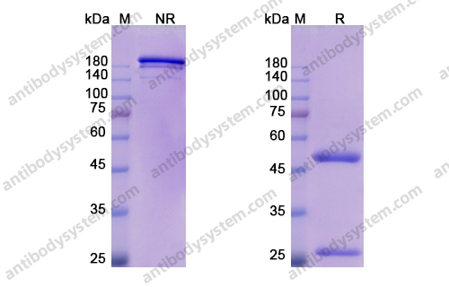 奥来鲁单抗，Oleclumab，anti-CD73 antibody 抗体