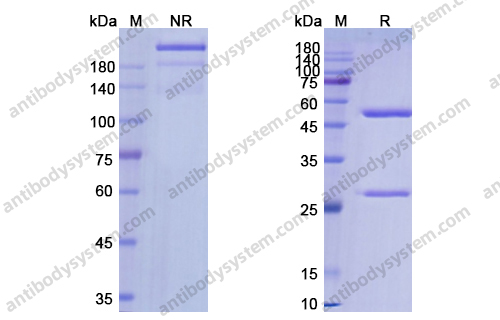 依普奈珠单抗，Eptinezumab，anti-CGRP antibody 抗体