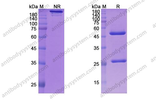 玛弗利木单抗，Mavrilimumab，anti-CSF2RA antibody 抗体