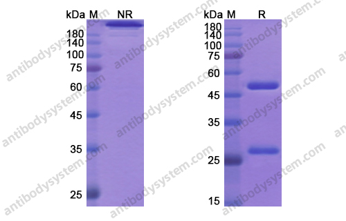 奈妥木单抗，Necitumumab，anti-EGFR antibody 抗体