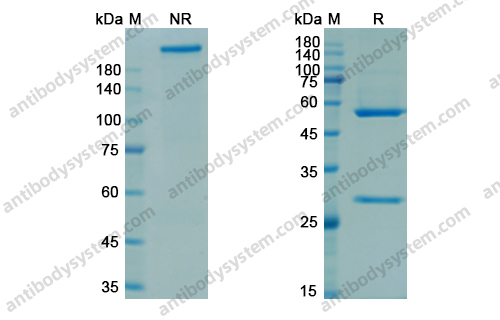 洛利昔珠单抗，Rozanolixizumab，anti-FcRn antibody 抗体