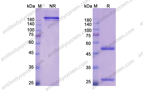 法妥组单抗，Farletuzumab，anti-FOLR1 antibody 抗体