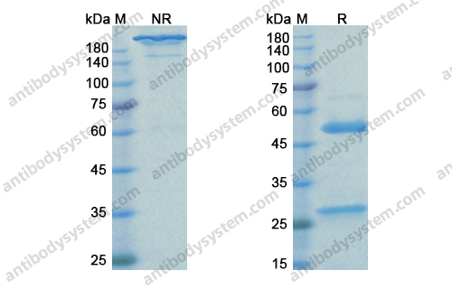 曲妥珠单抗，Trastuzumab，anti-HER2 antibody 抗体