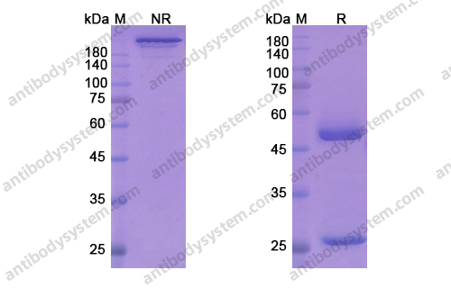 布罗达单抗，Brodalumab，anti-IL-17RA antibody 抗体