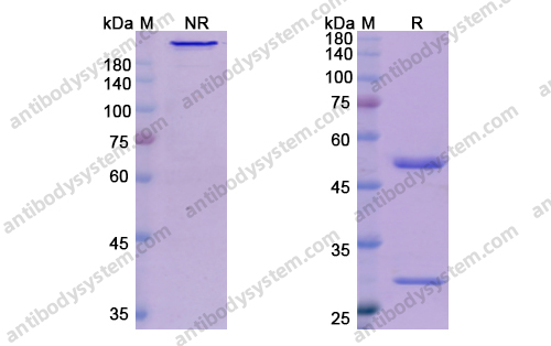 卡那奴单抗，Canakinumab，anti-IL-1B antibody 抗体