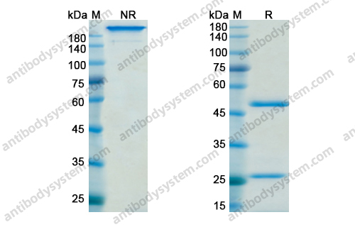 艾托奇单抗，Etokimab，anti-IL-33 antibody 抗体