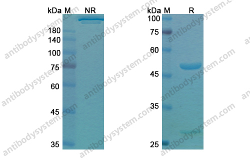 度匹鲁单抗，Dupilumab，anti-IL-4R antibody 抗体