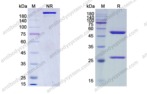 瑞拉利单抗，Relatlimab，anti-LAG3 antibody 抗体
