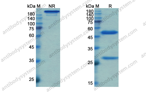 阿麦妥单抗，Amatuximab，anti-MSLN antibody 抗体