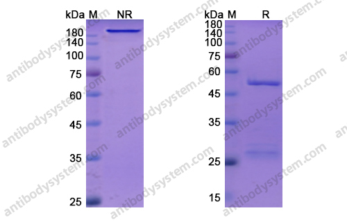 坎利珠单抗，Camrelizumab，anti-PD1 antibody 抗体