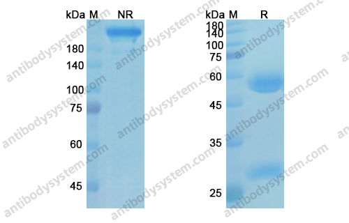 兰洛利珠单抗，Pembrolizumab，anti-PD-1 antibody 抗体