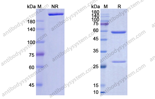 特瑞普利单抗，Toripalimab，anti-PD-1 antibody 抗体