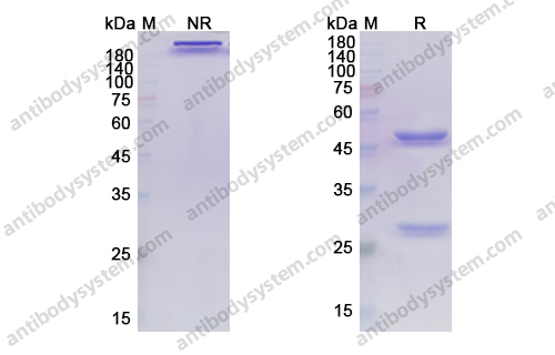 阿维鲁单抗，Avelumab，anti-PD-1 antibody 抗体