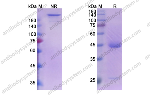 阿达木单抗，Adalimumab，anti-TNF-alpha antibody 抗体