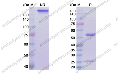 贝伐珠单抗，Bevacizumab，anti-VEGF antibody 抗体