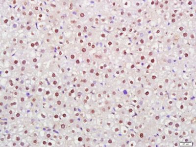 组蛋白H3（核内参）单克隆抗体