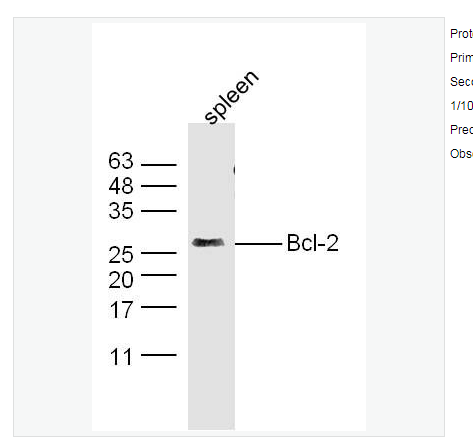 Anti-Bcl-2 antibody-Bcl-2抗体