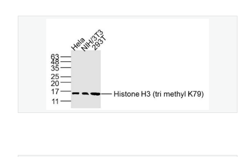 Anti-Histone H3-甲基化组蛋白H3(Tri methyl K79) 单克隆抗体