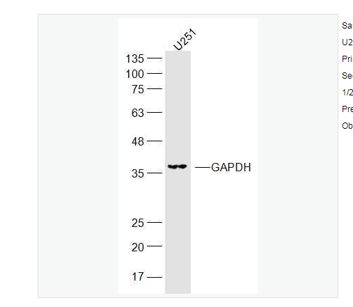 Anti-GAPDH-3-磷酸甘油醛脱氢酶（内参）抗体
