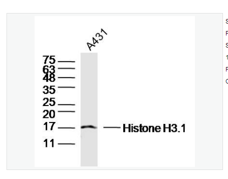Anti-Histone H3.1 antibody -组蛋白H3.1抗体