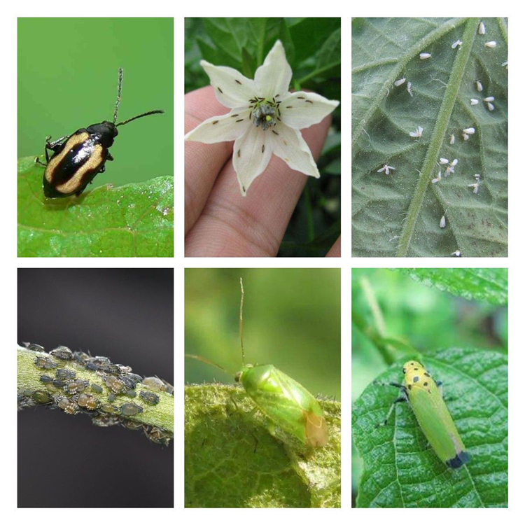 烯啶虫胺原药生产厂家