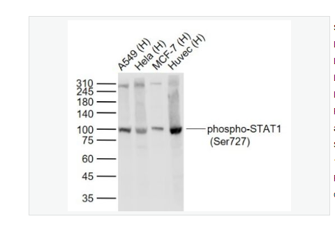 Anti-phospho-STAT1-磷酸化信号转导与转录激活因子1重组兔单克隆抗体