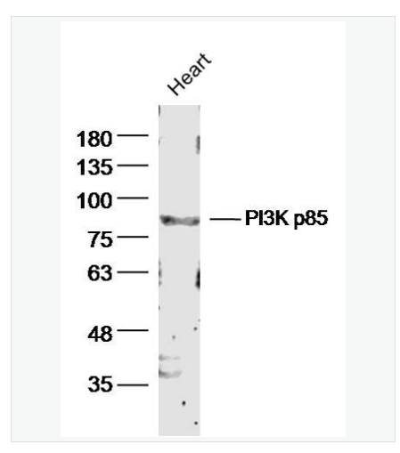 Anti-PIK3R1 antibody-磷脂酰肌醇激酶抗体