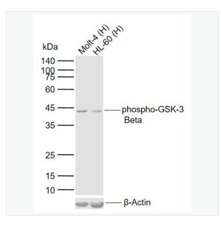 Anti-phospho-GSK-3 Beta -磷酸化糖原合酶激酶-3β单克隆抗体