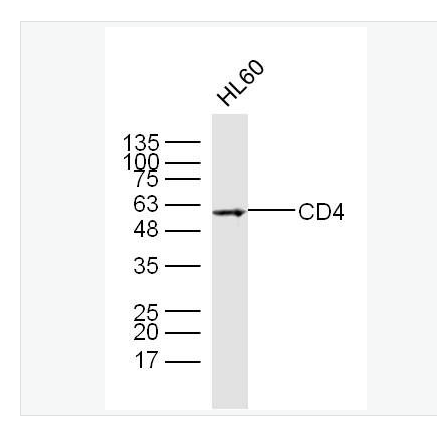 Anti-CD4 antibody- CD4抗体