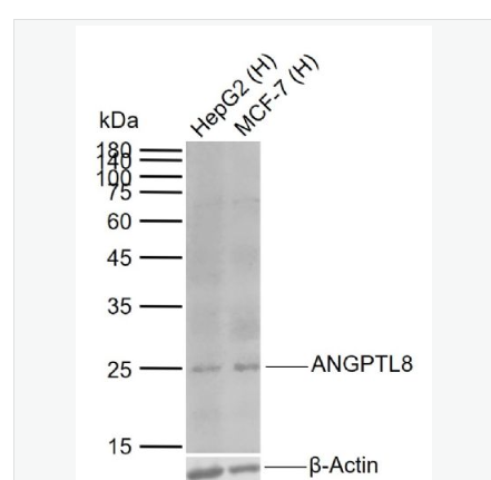 Anti-ANGPTL8 antibody- 19号染色体开放阅读框80单克隆抗体