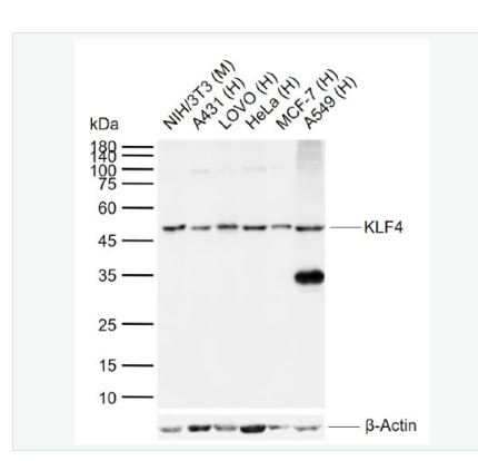 Anti-KLF4 antibody- KLF4重组兔单克隆抗体