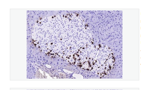 Anti-GLP-1(1G9) antibody-GLP-1单克隆抗体