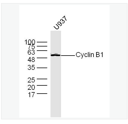 Anti-Cyclin B1 antibody-周期素B1抗体