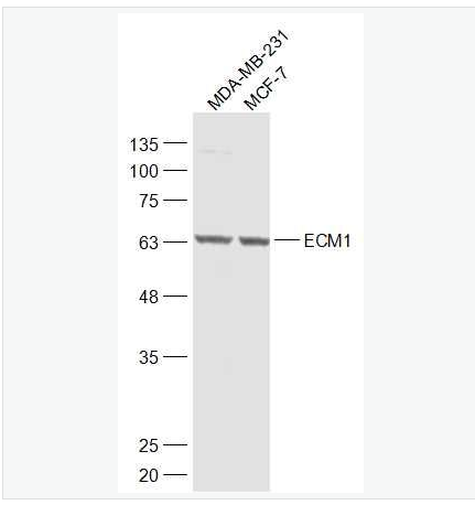 Anti-ECM1 antibody-细胞外基质蛋白1抗体