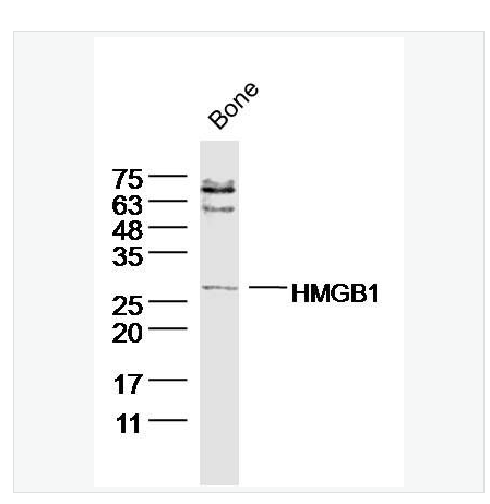 Anti-HMGB1 antibody -高迁移率族蛋白B1抗体