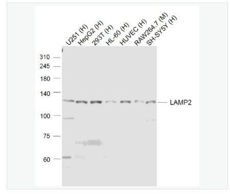 Anti-LAMP2 antibody -溶酶体相关膜蛋白2（CD107B）抗体