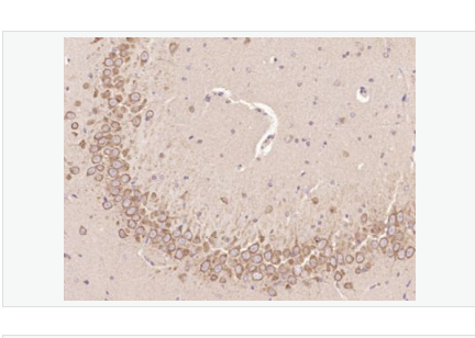 Anti-c-Kit antibody-原癌基因蛋白c-kit（CD117）抗体