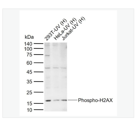 Anti-Phospho-H2AX-磷酸化组蛋白H2AX重组兔单克隆抗体