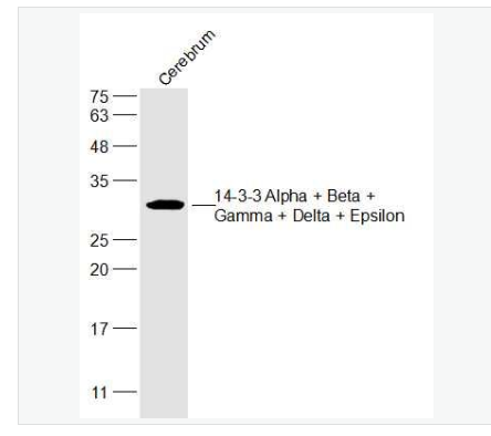 Anti-14-3-3-14-3-3蛋白/14-3-3 α/β/γ/δ/ε亚型抗体