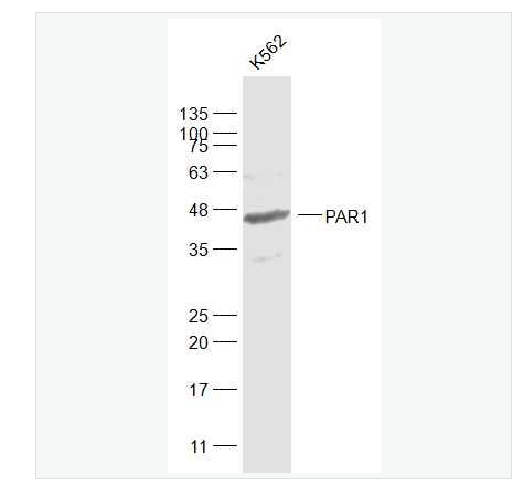 Anti-PAR1 antibody-蛋白酶激活受体-1抗体