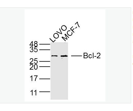 Anti-Bcl-2 antibody -Bcl-2单克隆抗体