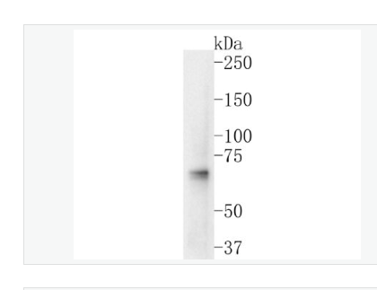 Anti-NRF1 antibody-核呼吸因子-1重组兔单克隆抗体