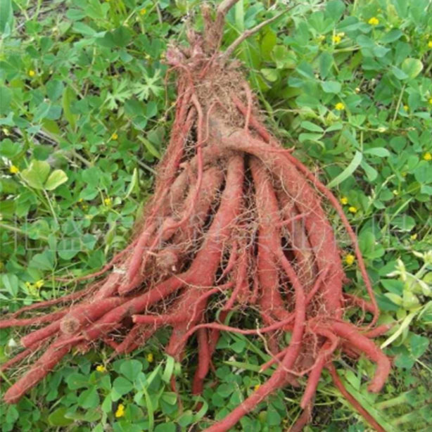 丹参提取物，丹参酮ⅡA，防治心血管疾病