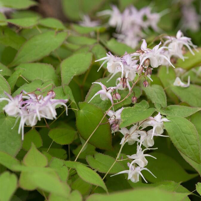 淫羊藿提取物淫羊藿甙