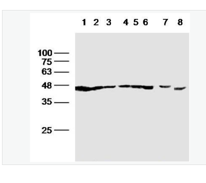 Anti-F-Actin antibody-纤维状肌动蛋白抗体