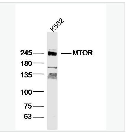 Anti-MTOR antibody-雷帕霉素靶蛋白抗体