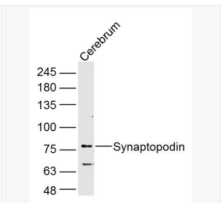 Anti-Synaptopodin antibody-突触足蛋白抗体